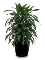 Inscape Indoor Plant - Best Indoor Plant Provider  image 2